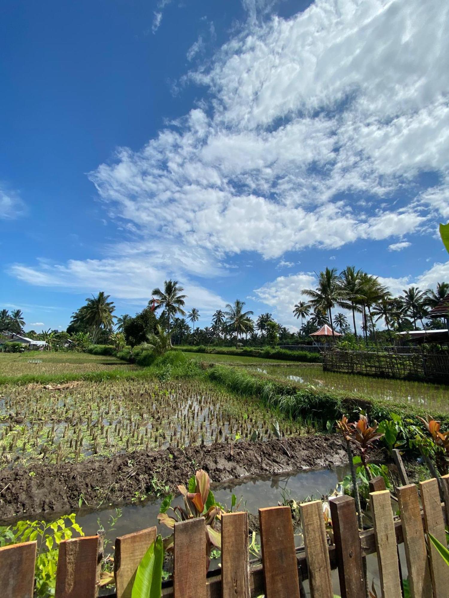 Alfarizi Homestay Tetebatu Eksteriør billede