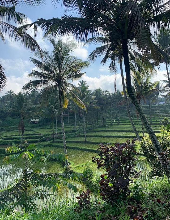 Alfarizi Homestay Tetebatu Eksteriør billede